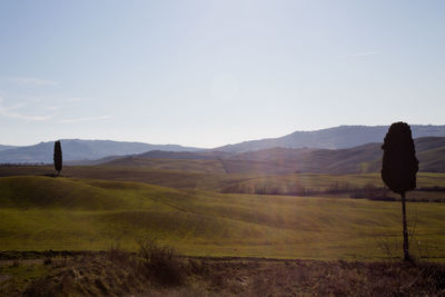 Scenic view of field against clear sky