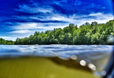 Surface level of trees against sky