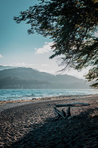 View of a dog on beach