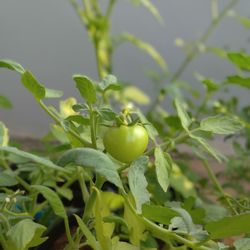 Close-up of fruit growing on plant