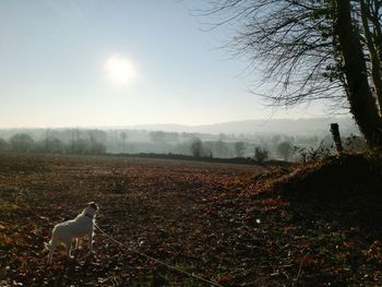 Dog on field against sky during sunset