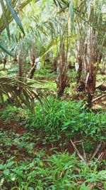 Trees growing on field in forest