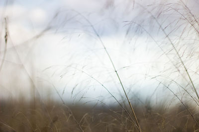 Close-up of grass on field against sky