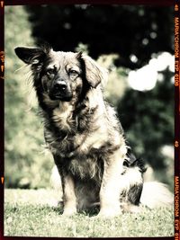 Portrait of dog on field