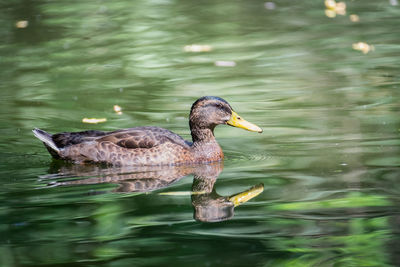 Duck swimming in lake