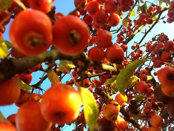 Close-up of fruits on tree