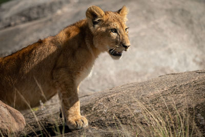 Close-up of lion cub standing on rock