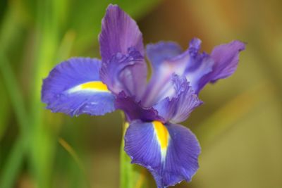 Close-up of purple flower