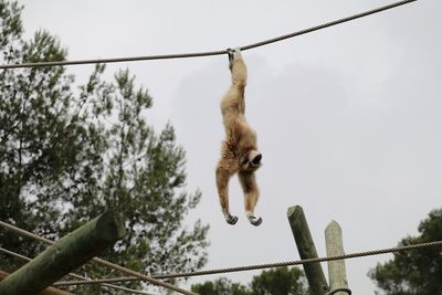 Low angle view of gray langur hanging on rope against sky