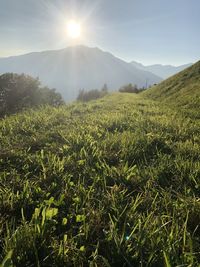 Scenic view of field against bright sun