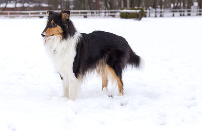 Dog standing on snow covered field