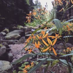 High angle view of orange flowering plant