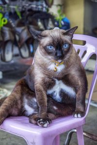 Close-up portrait of cat