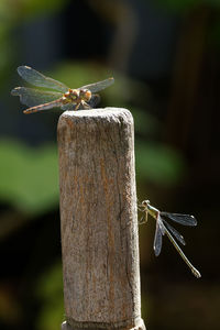 Close-up of dragonfly on wooden post