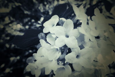 Close-up of white flowering plant