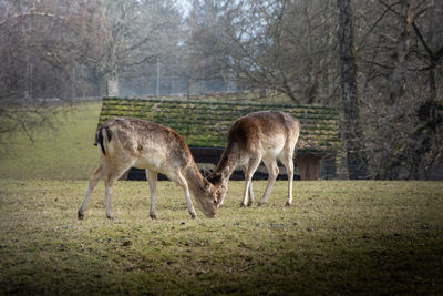 Deer grazing in a field