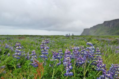 Purple flowers growing in field