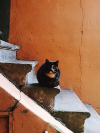 Portrait of cat sitting on wall