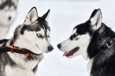 Close-up of two dogs looking away