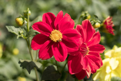 Close-up of red flowering plant