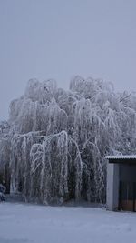 Trees on snow covered landscape against clear sky