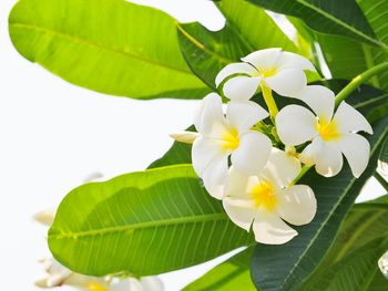 Close-up of flowers