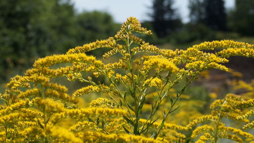 Close-up of yellow flowering plant on field