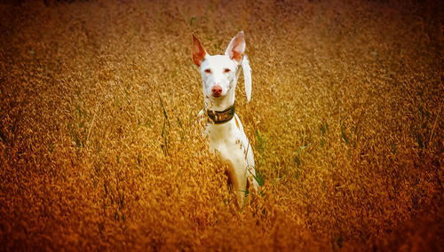 Portrait of dog running on grass