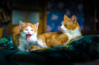 Portrait of cats relaxing