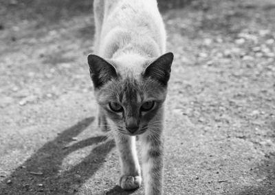 Close-up portrait of walking cat