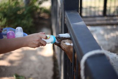 Cropped hand feeding goats