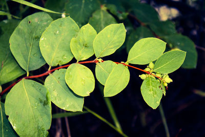 Close-up of insect on plant