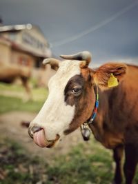 Close-up of cow on field against sky