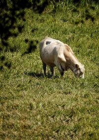 Horse grazing on field