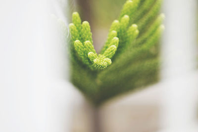 Close-up of flower blooming outdoors