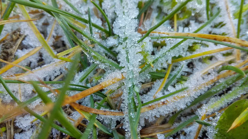 Close-up of cactus