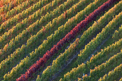 Full frame shot of crop growing on field