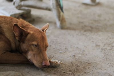 Dog lying on footpath