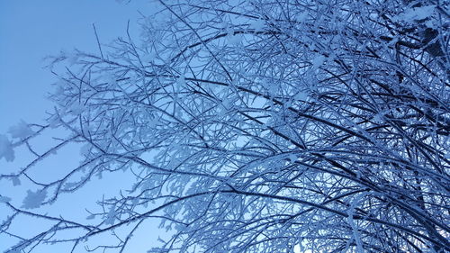 Low angle view of bare trees against blue sky