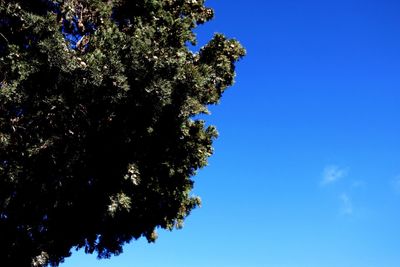 Low angle view of tree against clear blue sky