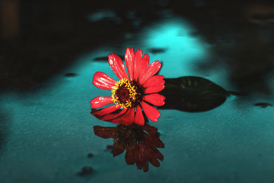 Close-up of red flower