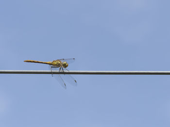 Low angle view of insect on perching against clear blue sky