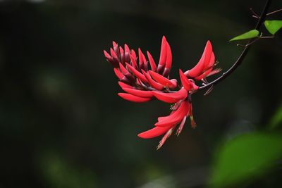 Close-up of red rose flower