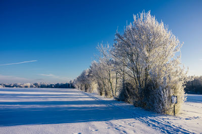 Snow covered trees on field against blue sky