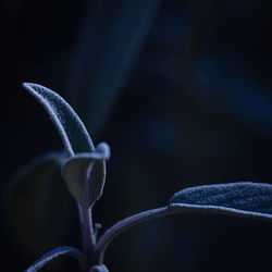 Close-up of blue flowering plant