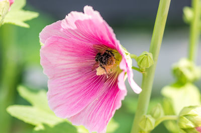 Close-up of bee pollinating on pink flower