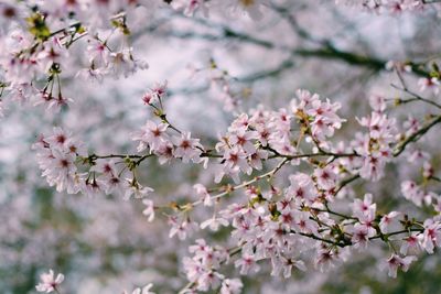 Close-up of pink cherry blossoms in spring