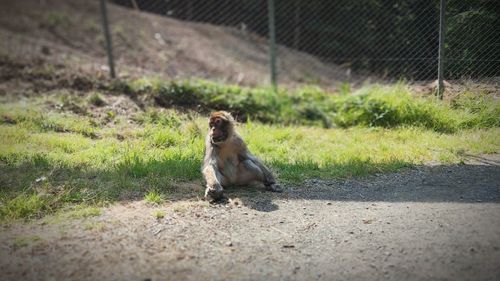 Monkey sitting on grass by fence