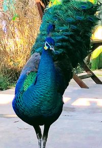 Close-up of peacock