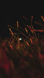 Close-up of grass on field at night